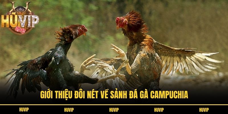 Giới thiệu đôi nét về sảnh đá gà Campuchia