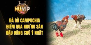 Đá Gà Campuchia - Điểm Qua Những Sàn Đấu Đáng Chú Ý Nhất