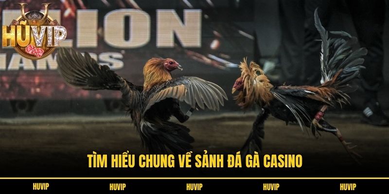 Tìm hiểu chung về sảnh đá gà casino