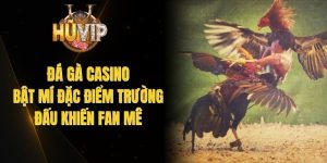 Đá Gà Casino - Bật Mí Đặc Điểm Trường Đấu Khiến Fan Mê